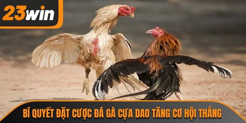 Đá Gà Cựa Dao 23WIN Và Sức Hút Từ Những Trận Đấu Tốc Độ 3 Bí quyết đặt cược đá gà cựa dao tăng cơ hội thắng