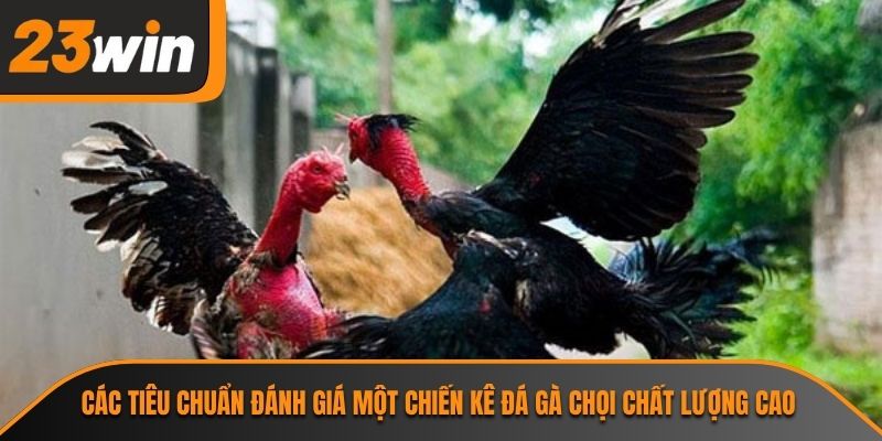Đá Gà Chọi 23WIN Và Những Thông Tin Cần Biết Về Bộ Môn 2 Các tiêu chuẩn đánh giá một chiến kê đá gà chọi chất lượng cao