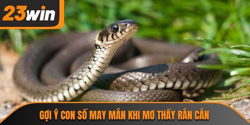 Gợi ý con số may mắn khi mơ thấy rắn cắn