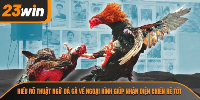 Thuật Ngữ Đá Gà 23WIN Và Tầm Quan Trọng Không Thể Bỏ Qua 2 Hiểu rõ thuật ngữ đá gà về ngoại hình giúp nhận diện chiến kê tốt