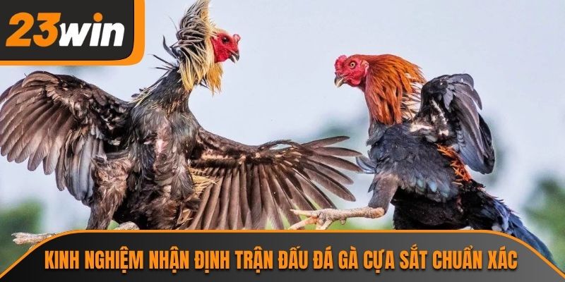 Đá Gà Cựa Sắt 23WIN Và Những Trận Giao Đấu Kịch Tính 3 Kinh nghiệm nhận định trận đấu đá gà cựa sắt chuẩn xác