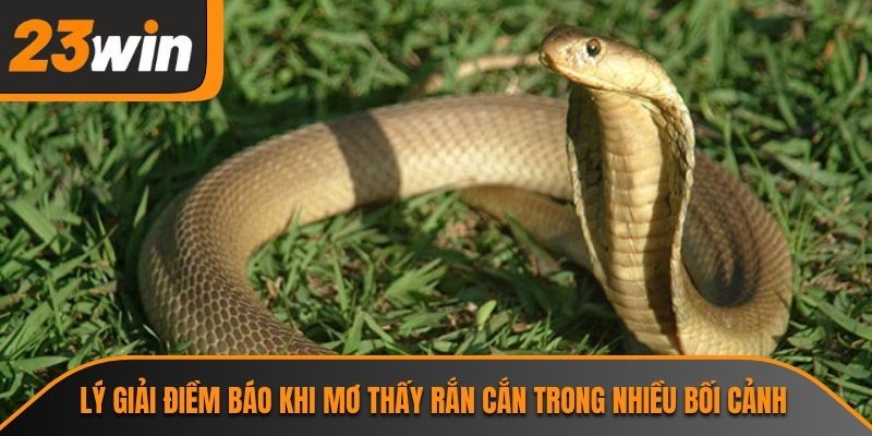 Lý giải điềm báo khi mơ thấy rắn cắn trong nhiều bối cảnh