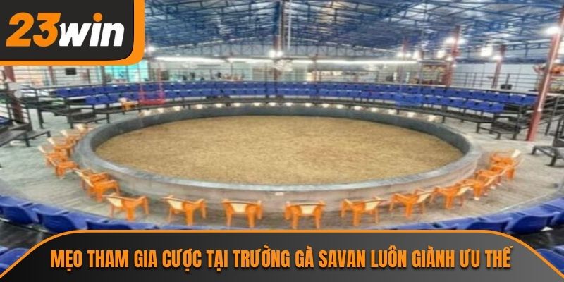 Mẹo tham gia cược tại trường gà Savan luôn giành ưu thế