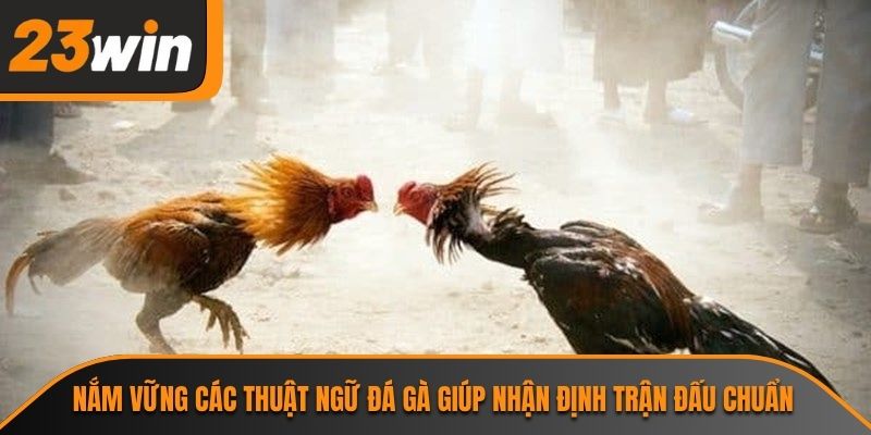 Thuật Ngữ Đá Gà 23WIN Và Tầm Quan Trọng Không Thể Bỏ Qua 1 Nắm vững các thuật ngữ đá gà giúp nhận định trận đấu chuẩn