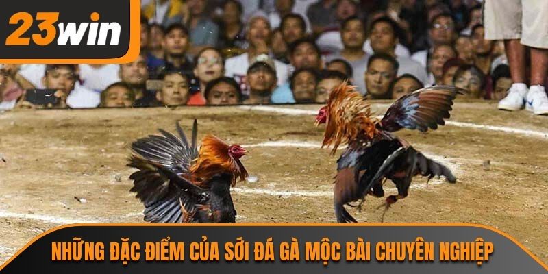Những đặc điểm của sới đá gà mộc bài chuyên nghiệp