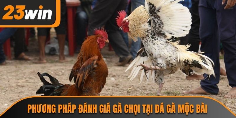 Phương pháp đánh giá gà chọi tại đá gà mộc bài