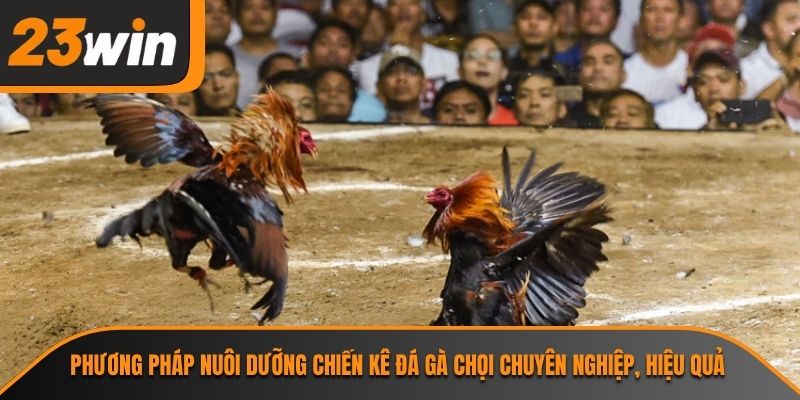 Đá Gà Chọi 23WIN Và Những Thông Tin Cần Biết Về Bộ Môn 3 Phương pháp nuôi dưỡng chiến kê đá gà chọi chuyên nghiệp, hiệu quả