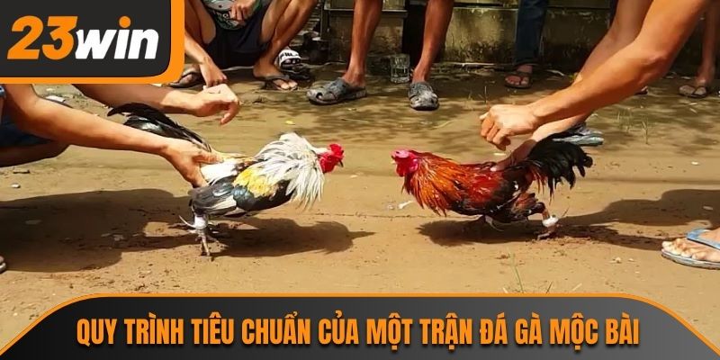 Quy trình tiêu chuẩn của một trận đá gà mộc bài
