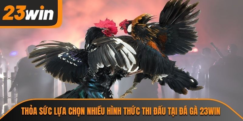 Thỏa sức lựa chọn nhiều hình thức thi đấu tại đá gà 23WIN
