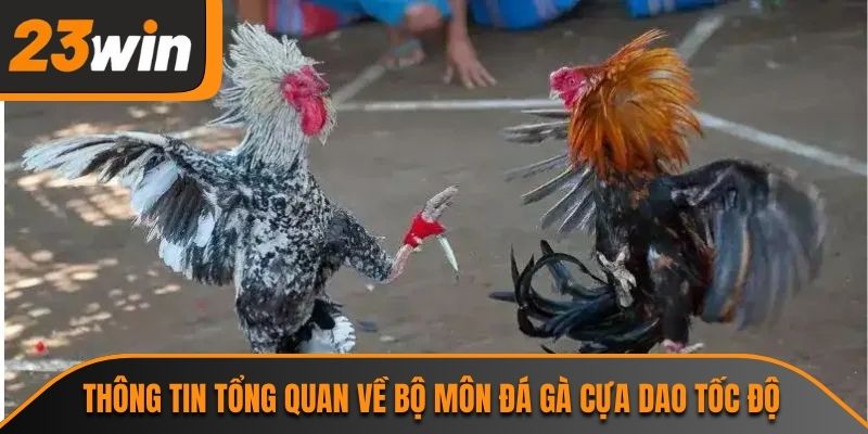 Đá Gà Cựa Dao 23WIN Và Sức Hút Từ Những Trận Đấu Tốc Độ 1 Thông tin tổng quan về bộ môn đá gà cựa dao tốc độ