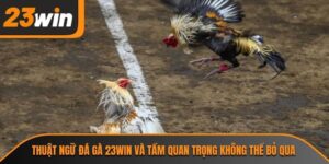 thuật ngữ đá gà