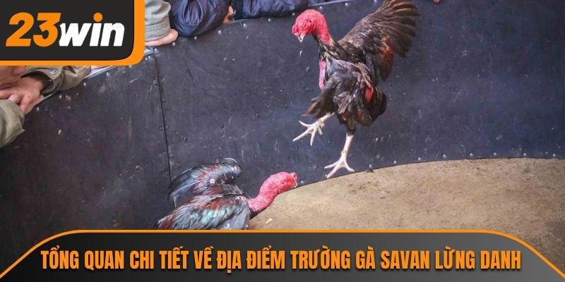 Tổng quan chi tiết về địa điểm trường gà Savan lừng danh